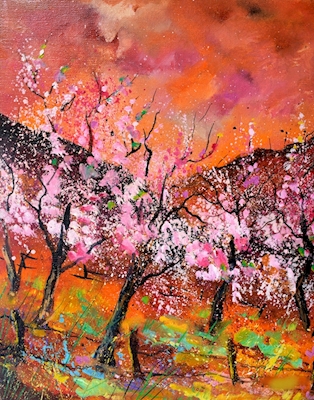 Blomstrende kirsebærtrær