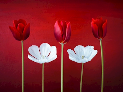 Vermelho Tulipa