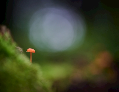 Tiny orange mushroom