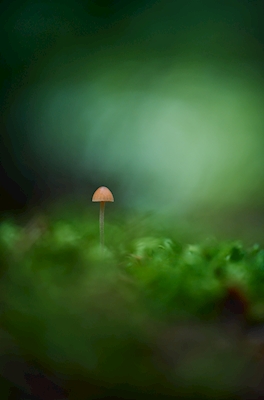 Kleine oranje paddenstoel