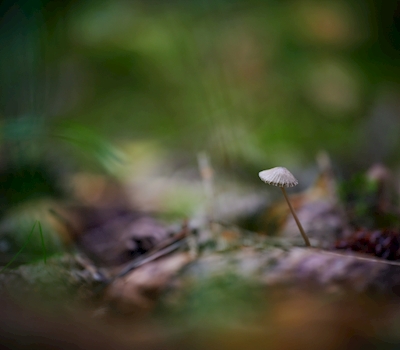 Tiny gray mushroom