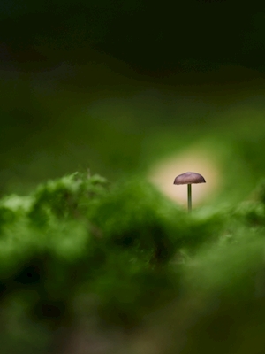 Kleine bruine paddenstoel