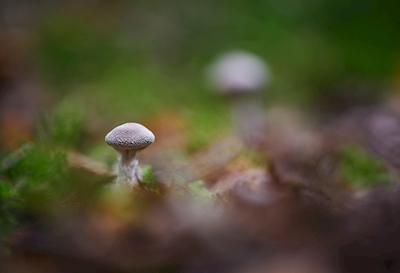 Kleine paddenstoel in het bos