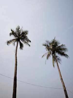 Palm träd leende