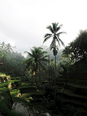Tropical Palm Tree In Bali
