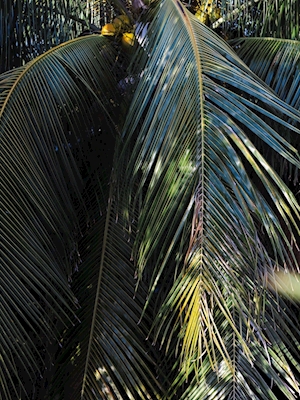 Hoja de palma verde tropical