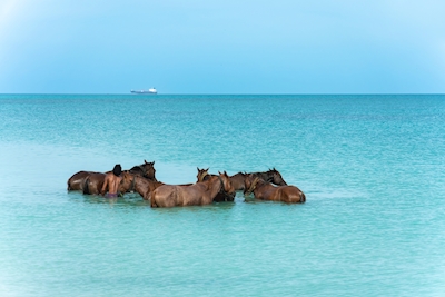 Washing horses in Carribean