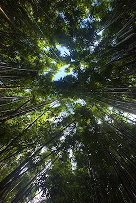 Bambustræer