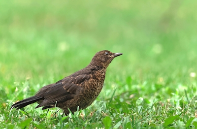 Blackbird Sonhador 