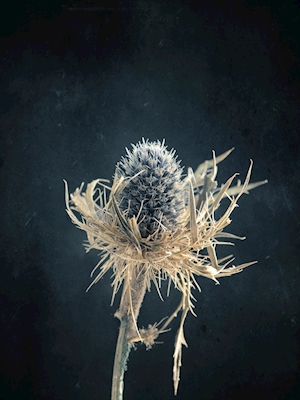Dried thistle 