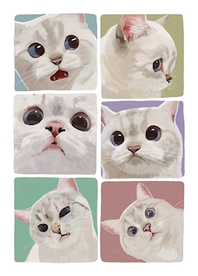 Expressive Cat - Meme