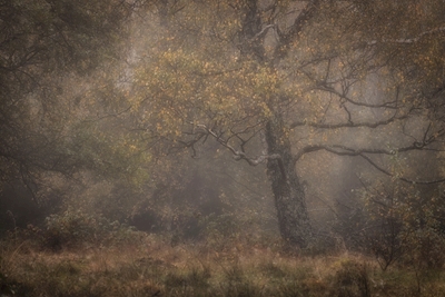 Herfstboom in de mist