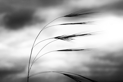 Grasses dancing in the wind