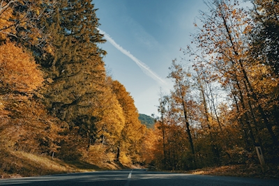 Estrada no outono