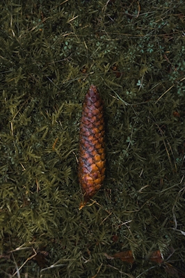 The cone in the green