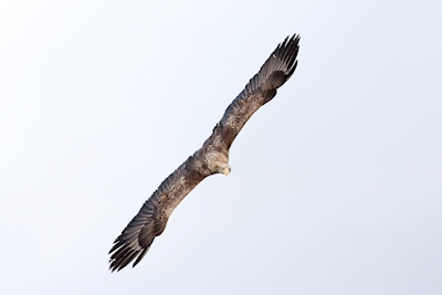 White-tailed eagle diving