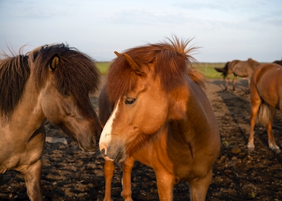 Curious Icelandic horses