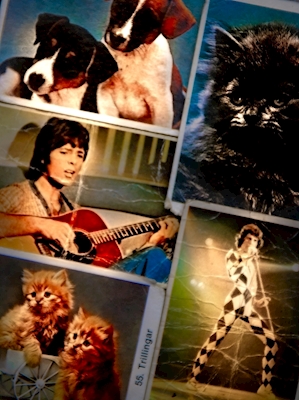 Cats, dogs and rock and roll