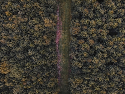 El camino en el bosque