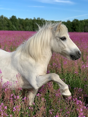 Ponny i blomsteräng
