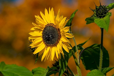 Slunečnice v podzimních barvách