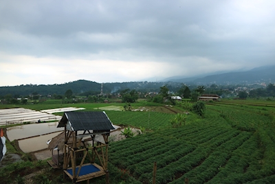 Zielone pola ryżowe we wsi 