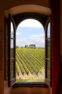 Wijnmakerij in Italië 