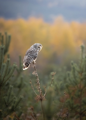 Ural owl in the colors of fall