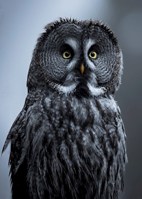 The great grey owl