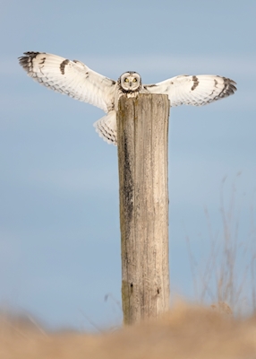 Short-eared owl on a field