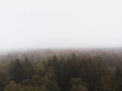Skog dimma