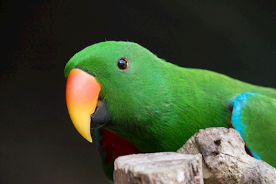Zvědavý ušlechtilý papoušek 