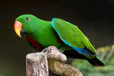 Noble parrot (eclectus roratus