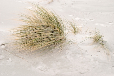 L’herbe des dunes dans le sable au bord de la mer