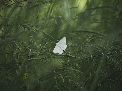 Motyl w zieleni