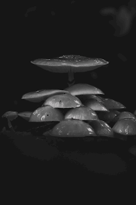 Familia de los hongos