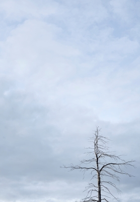 Cima dell'albero con cielo blu 