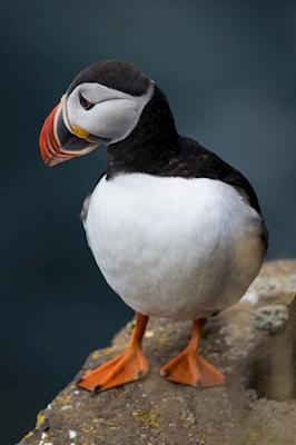 Puffin on a  rock