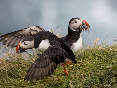 Puffins after fishing