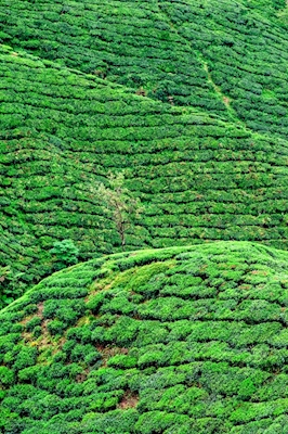 Boh Tea Plantage