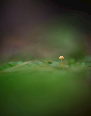 Liten svamp i skogen