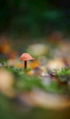 Malá oranžová houba v lese