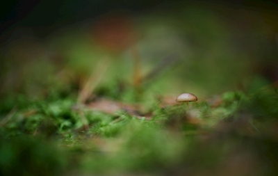 Liten brun svamp i skogen