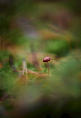 Kleine rode paddenstoel in het bos