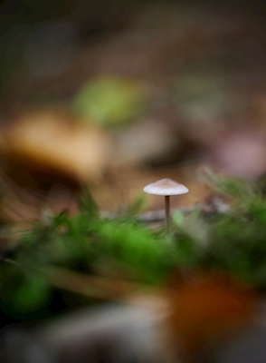 Lille brun svamp i skoven
