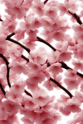 Japanilainen Sakura-kirsikankukka