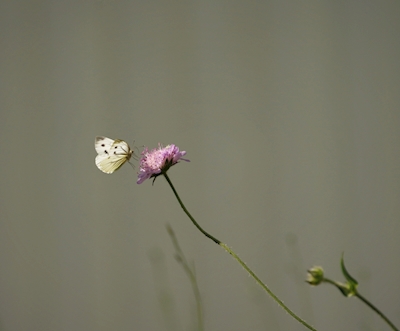 Schmetterlings-Minimalismus