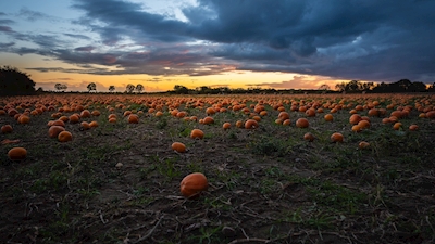 Pumpkins at Öland