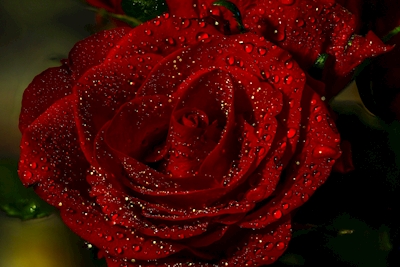 Rosa Roja