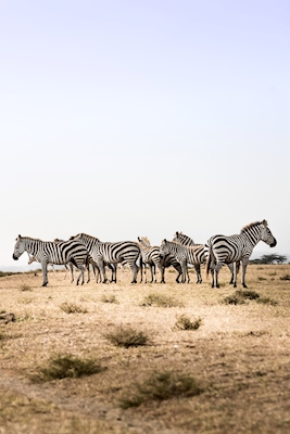 Elke zebra is uniek